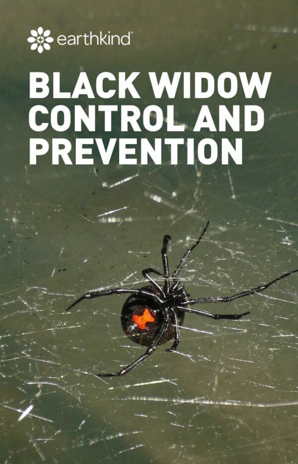 Black widow control and prevention