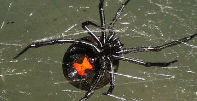 Black Widow Control and Prevention