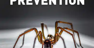 Brown Recluse Facts and Prevention