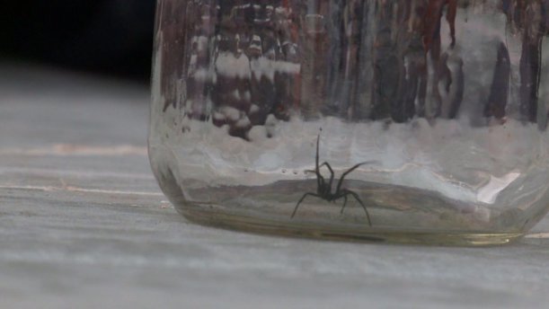 Black widow spider in a glass jar