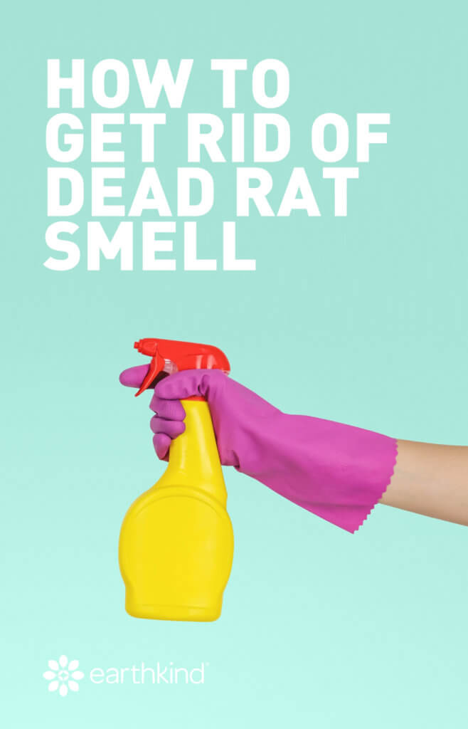 How to Get Rid of Dead Rat & Mouse Smells EarthKind