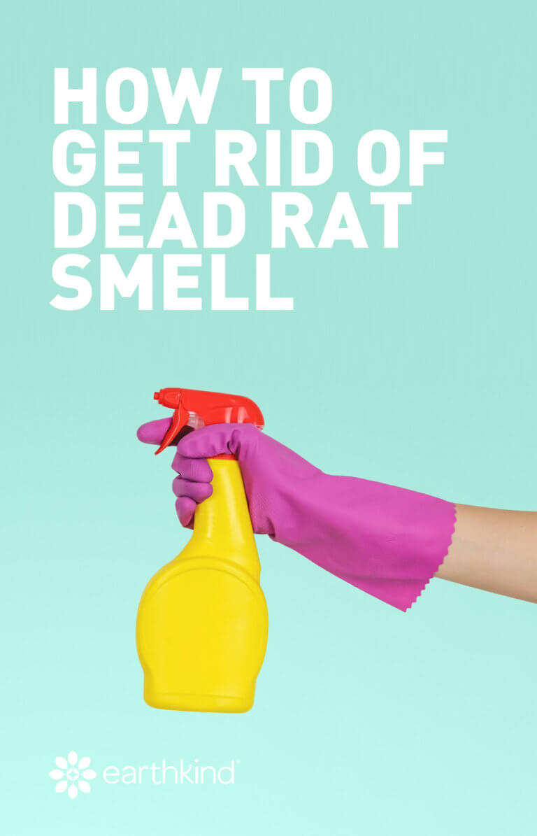 How to Get Rid of Dead Rat & Mouse Smells EarthKind