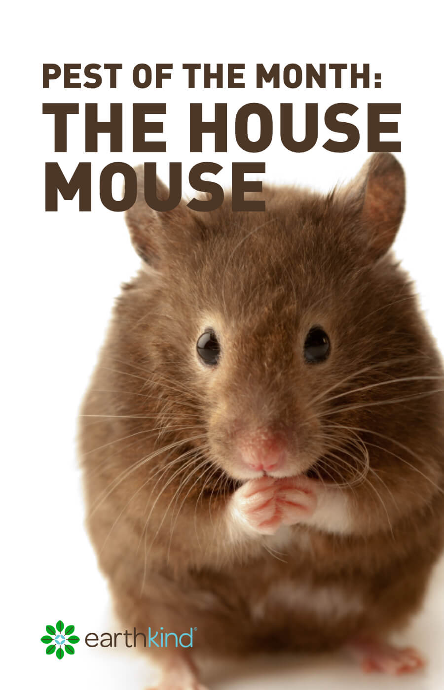 Pest of the month: The House Mouse