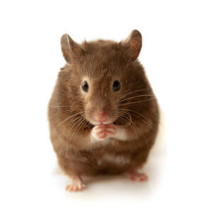Picture of a house mouse