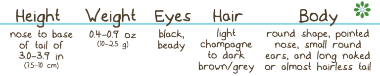 Description of mouse height weight size appearance