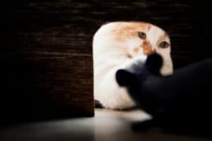 Mouse looking through a hole at a cat