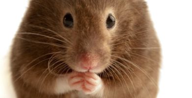 10 Fun Facts About Mice You May Not Have Known