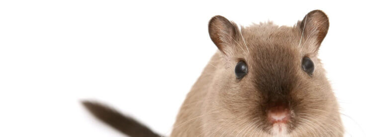 Up close face of a cute pet rat
