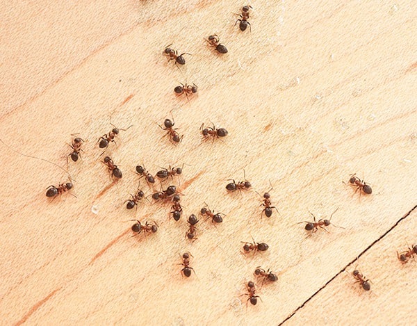 Ants_Floor_Blog