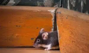 Mouse coming out of the baseboard from the corner of a wall