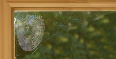 Identifying the Different Types of Spider Webs