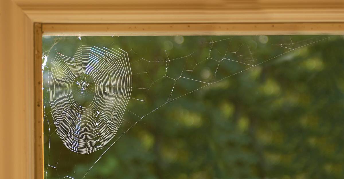 Picture of a spider web in the corner of a windowsill