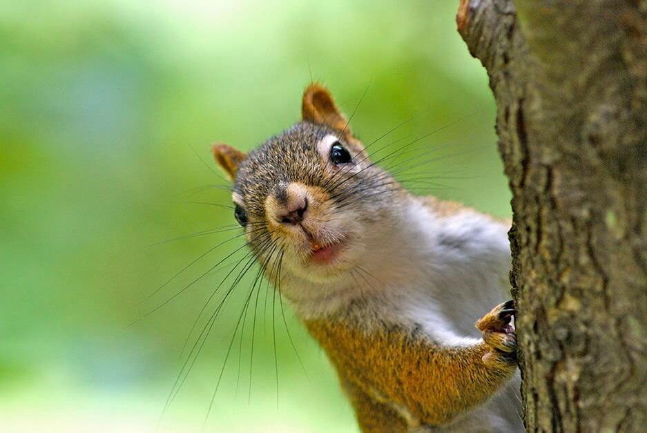 Squirrel_Tree_Happy