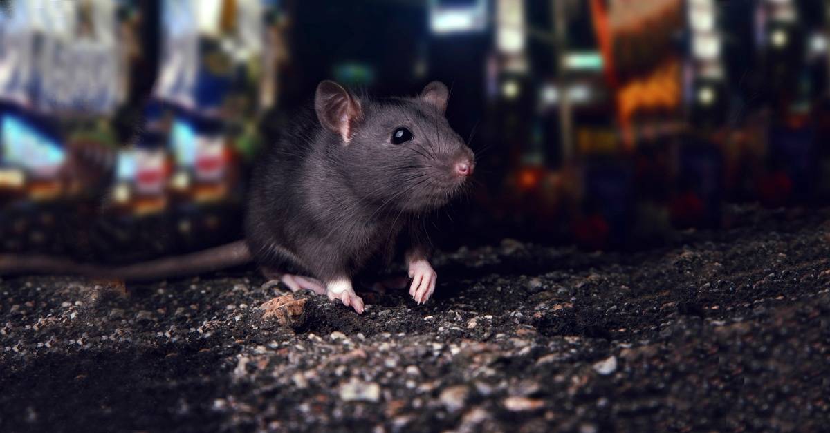 City_Rat_In-The_streets