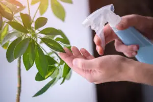 soap and water spray for plants