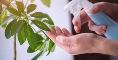 What to Do About Indoor Houseplant Pests