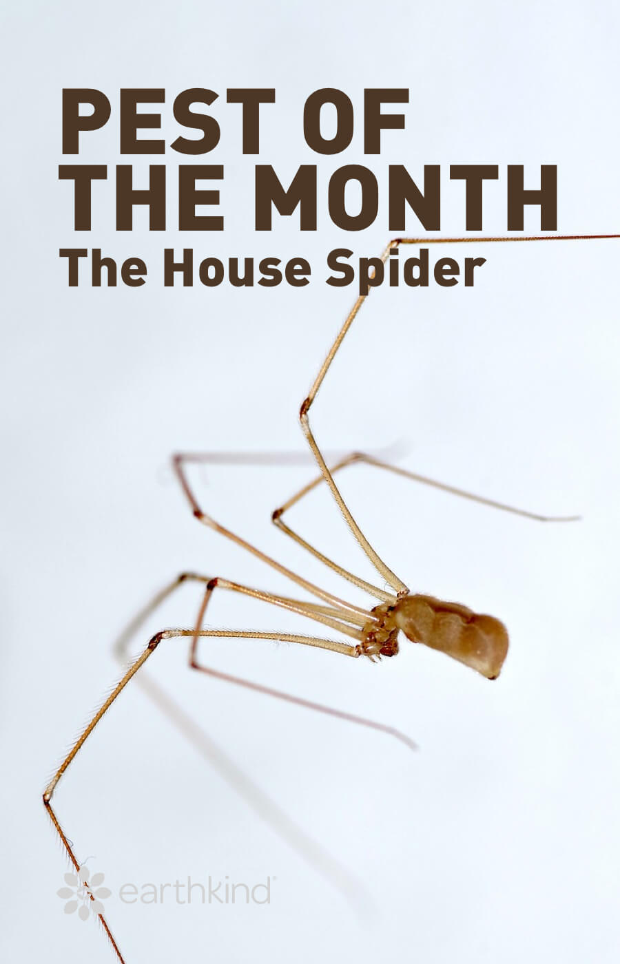 Pest of the Month: The House Spider
