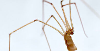 Pest of the Month – All About the House Spider