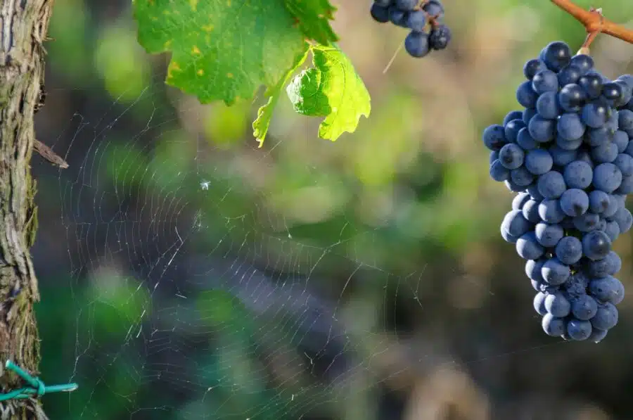A Woman Found a Black Widow in Grapes