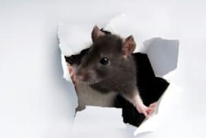 Mouse breaking through wallpaper