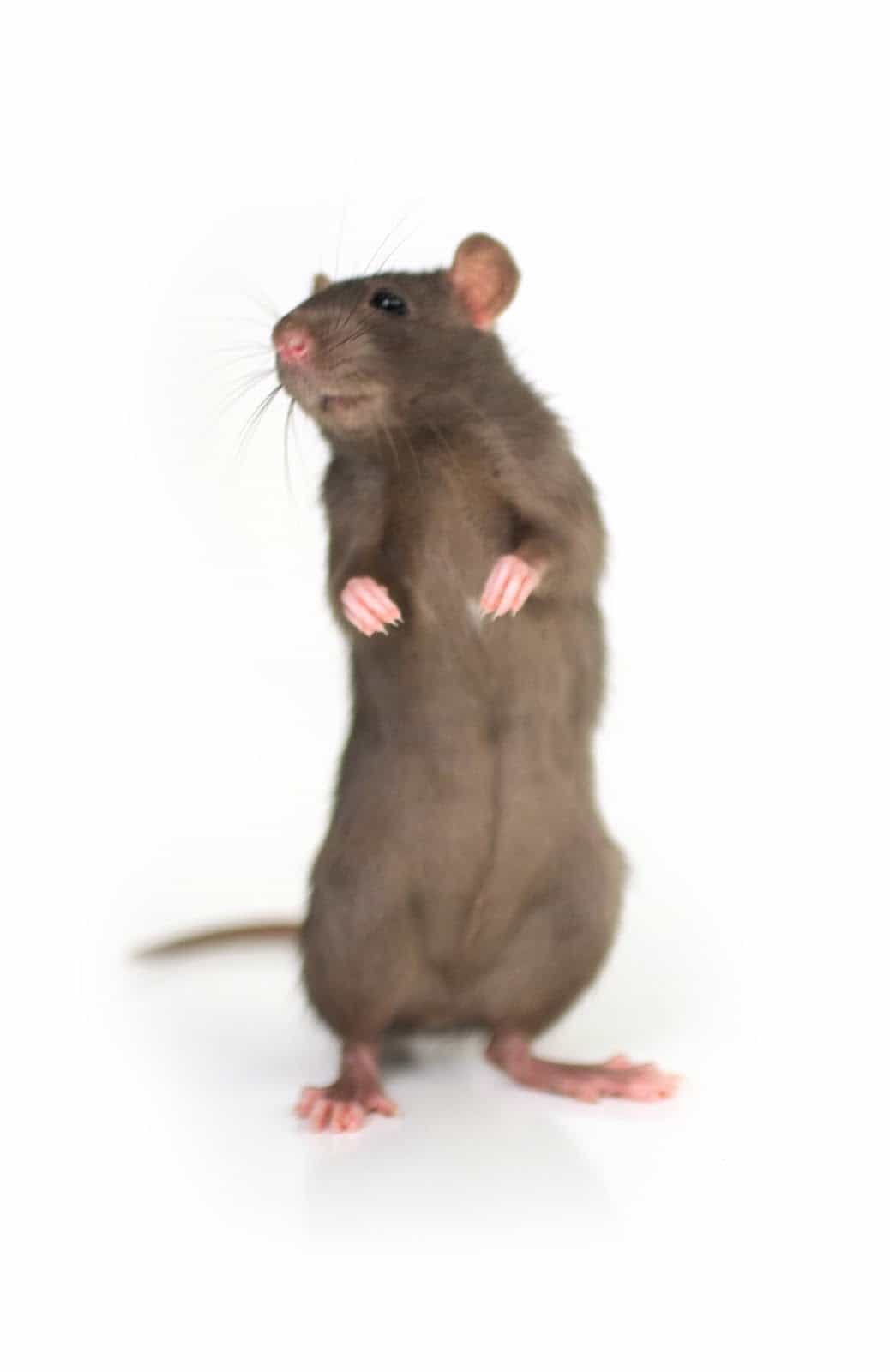 rat-standing