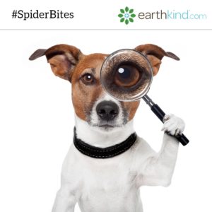 Dog holding up a magnifying glass to one eye