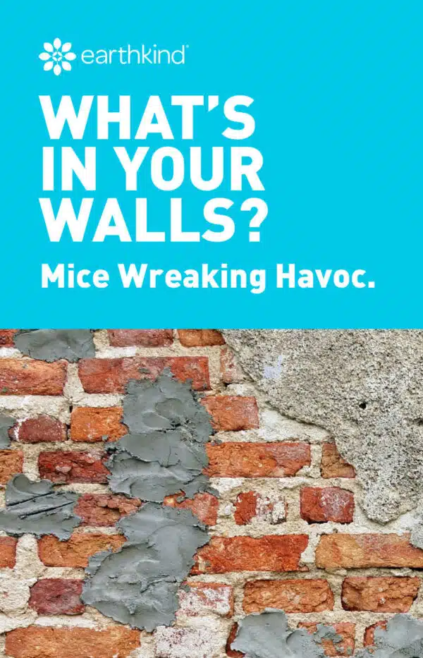 What’s in your walls? Mice wreaking havoc