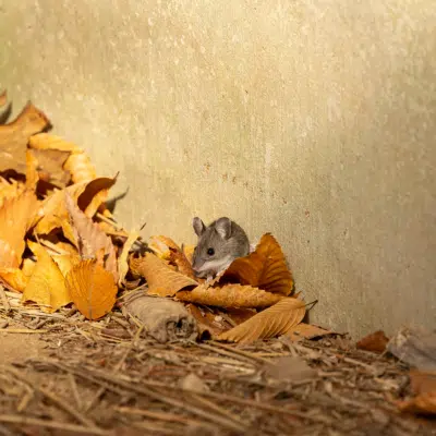 Field mouse hiding in leaves alongside wall