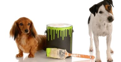 What’s in Your Garage? Hidden Poisons That Can Harm Curious Pets