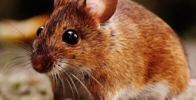 Field Mice Facts: Why They Want In Your Home