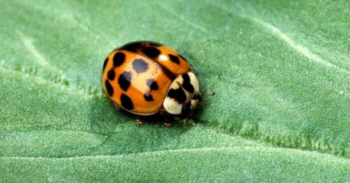 How to get rid of lady beetles