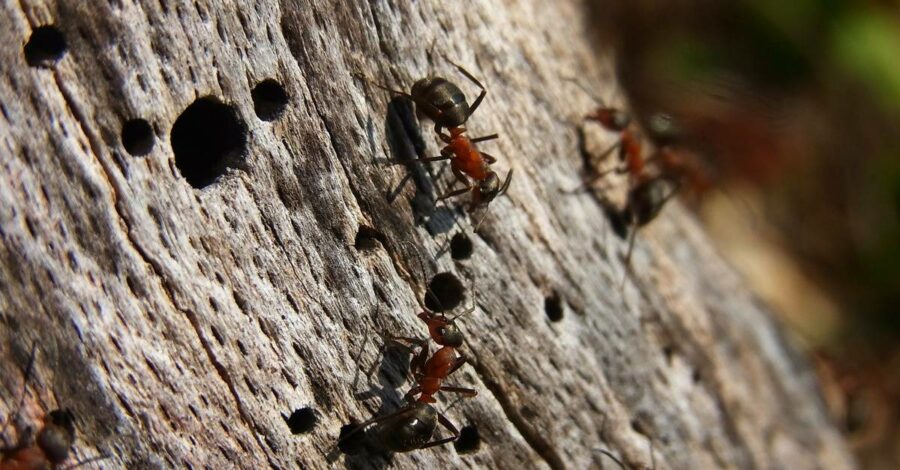 Carpenter ants on top of damp wood where they've created tunnels