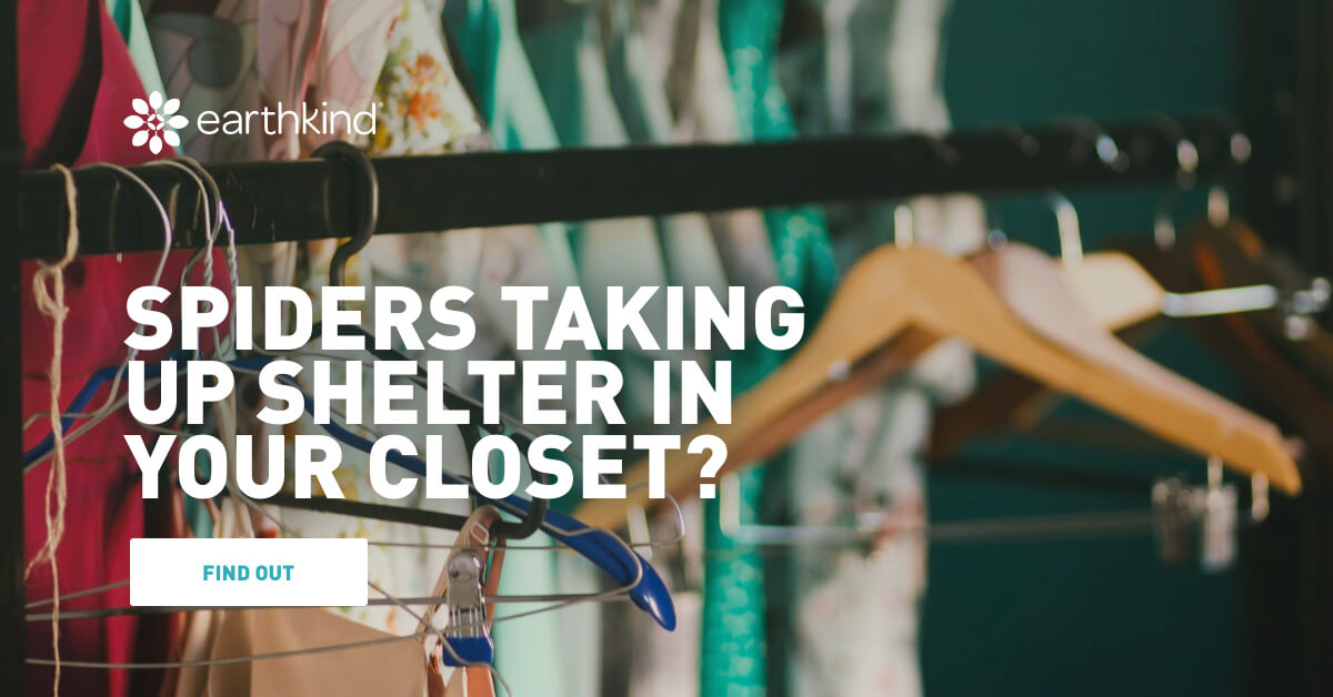 How to Get Rid of Spiders in Closet Areas EarthKind