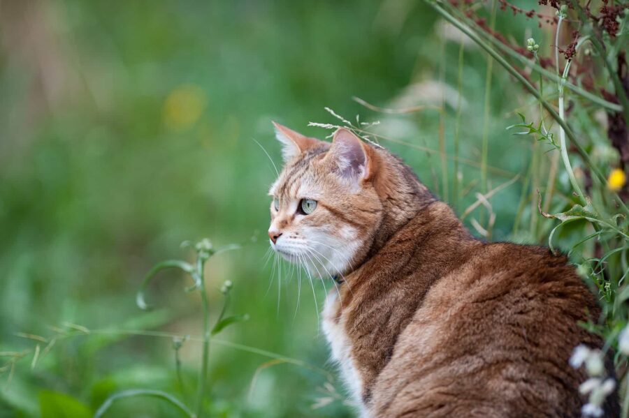 Protect your cat from outdoor pests