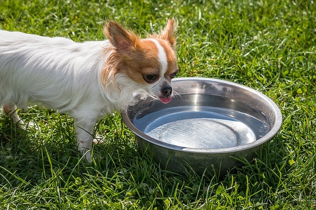 dog bowl attracts mosquitoes