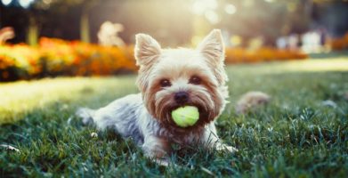 Flea, Tick and Mosquito Prevention for Dogs and Cats