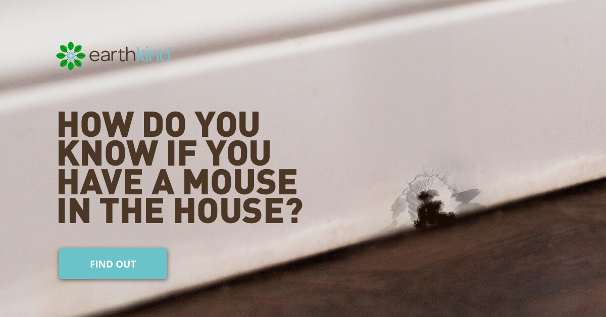 How to Tell if You Have Mice in Your House Signs to Look For