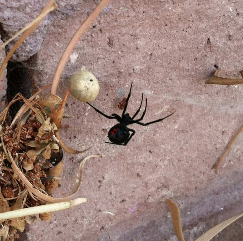 black-widow-spider-arachnid.jpg