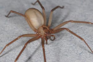 close up of a brown recluse spider
