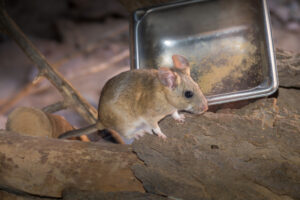image of a pack rat