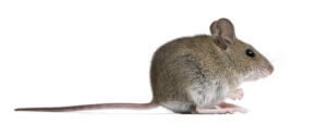 A mouse against a white background