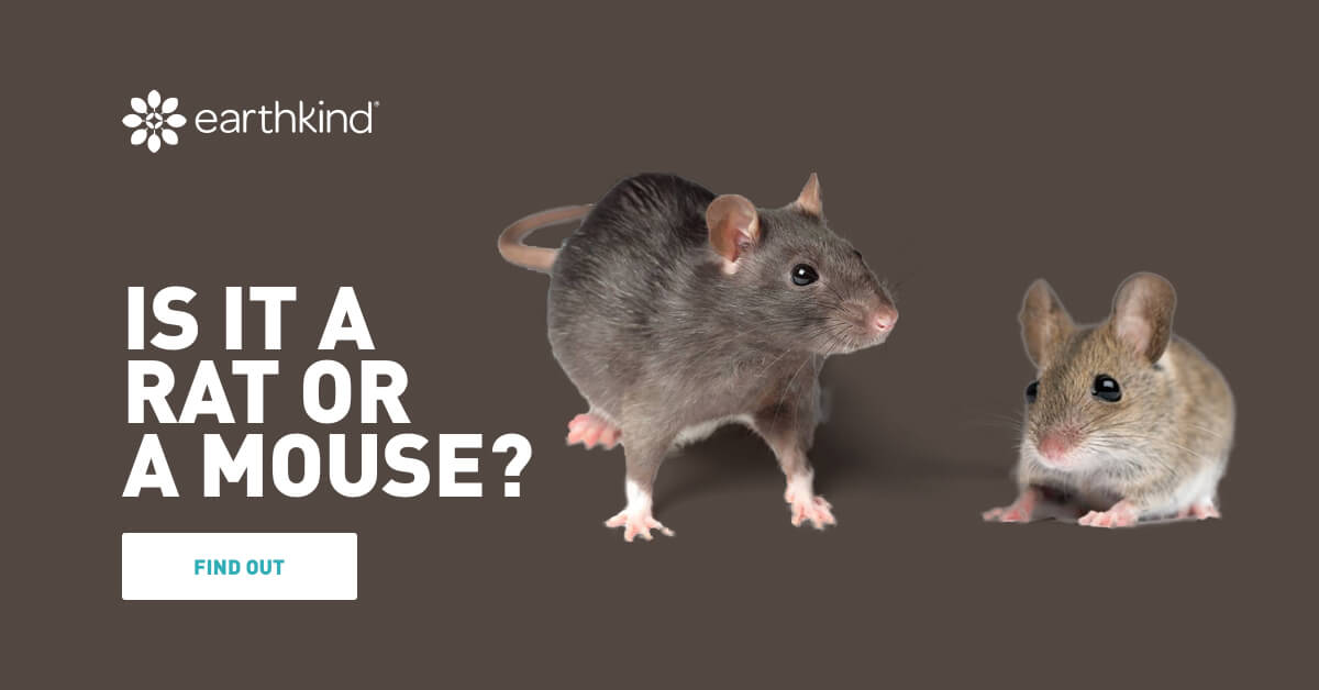 Mouse vs Rat: What are the Differences & How to Identify