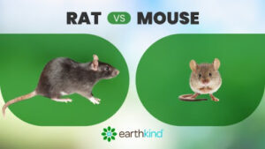 Side-by-side comparison of a rat and a mouse
