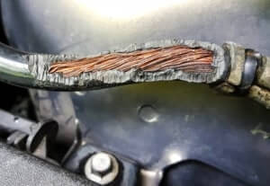 Wire that has been chewed by a mouse