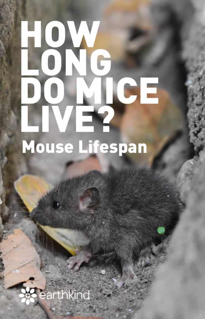 How Long Do Mice Live? Mouse Lifespan Explained EarthKind