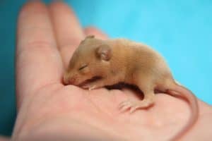 Baby mouse sitting in a hand