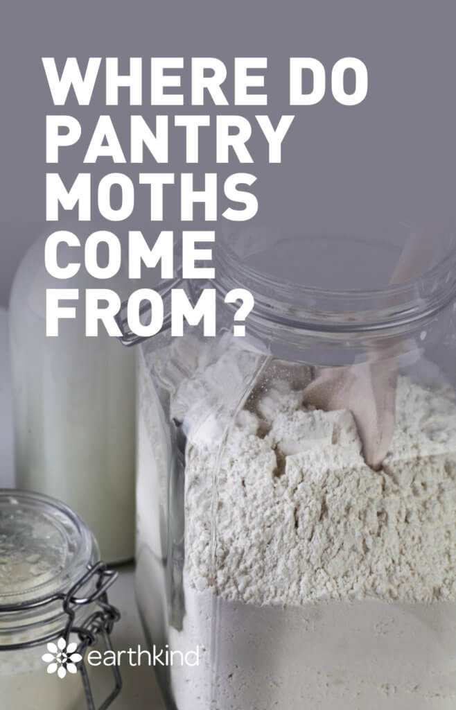 What Causes Pantry Moths? All About Their Life Cycle
