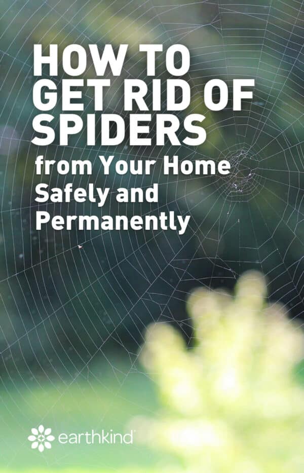 Tips for getting rid of spiders in the house