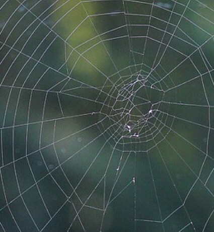 spider web outdoors