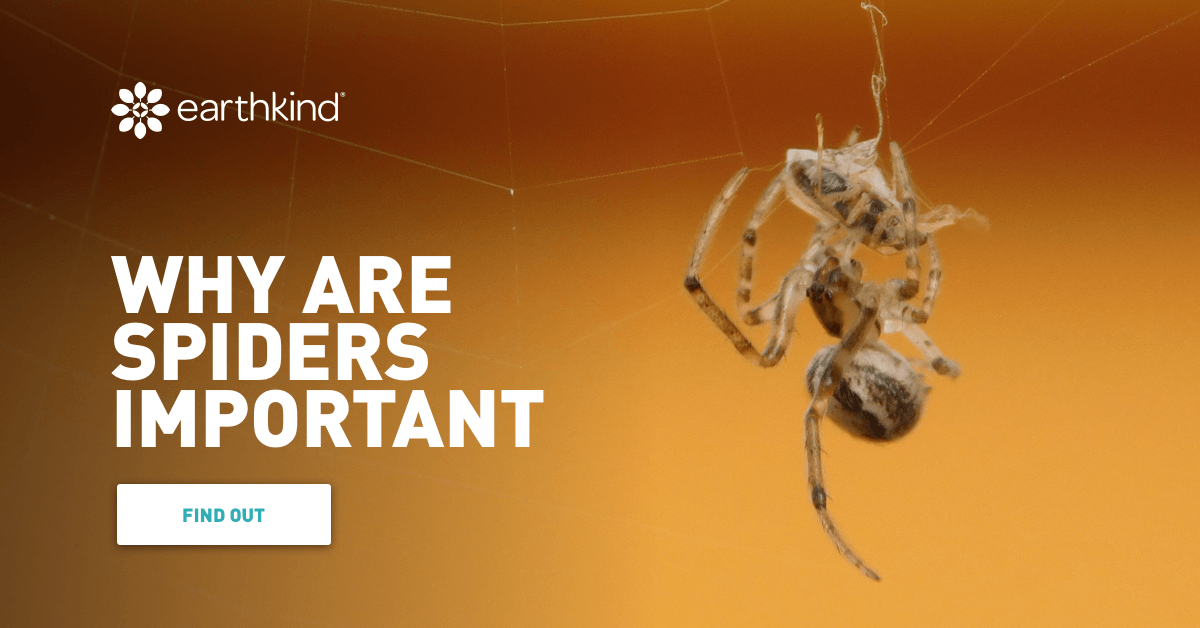 Why are Spiders Important? Their Purpose & Benefits EarthKind